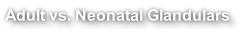 Adult vs. Neonatal Glandulars